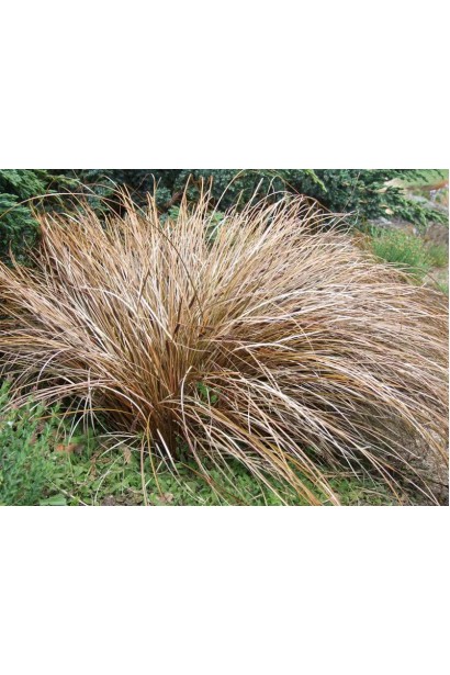 Осока `Bronze Perfection` як акцент 